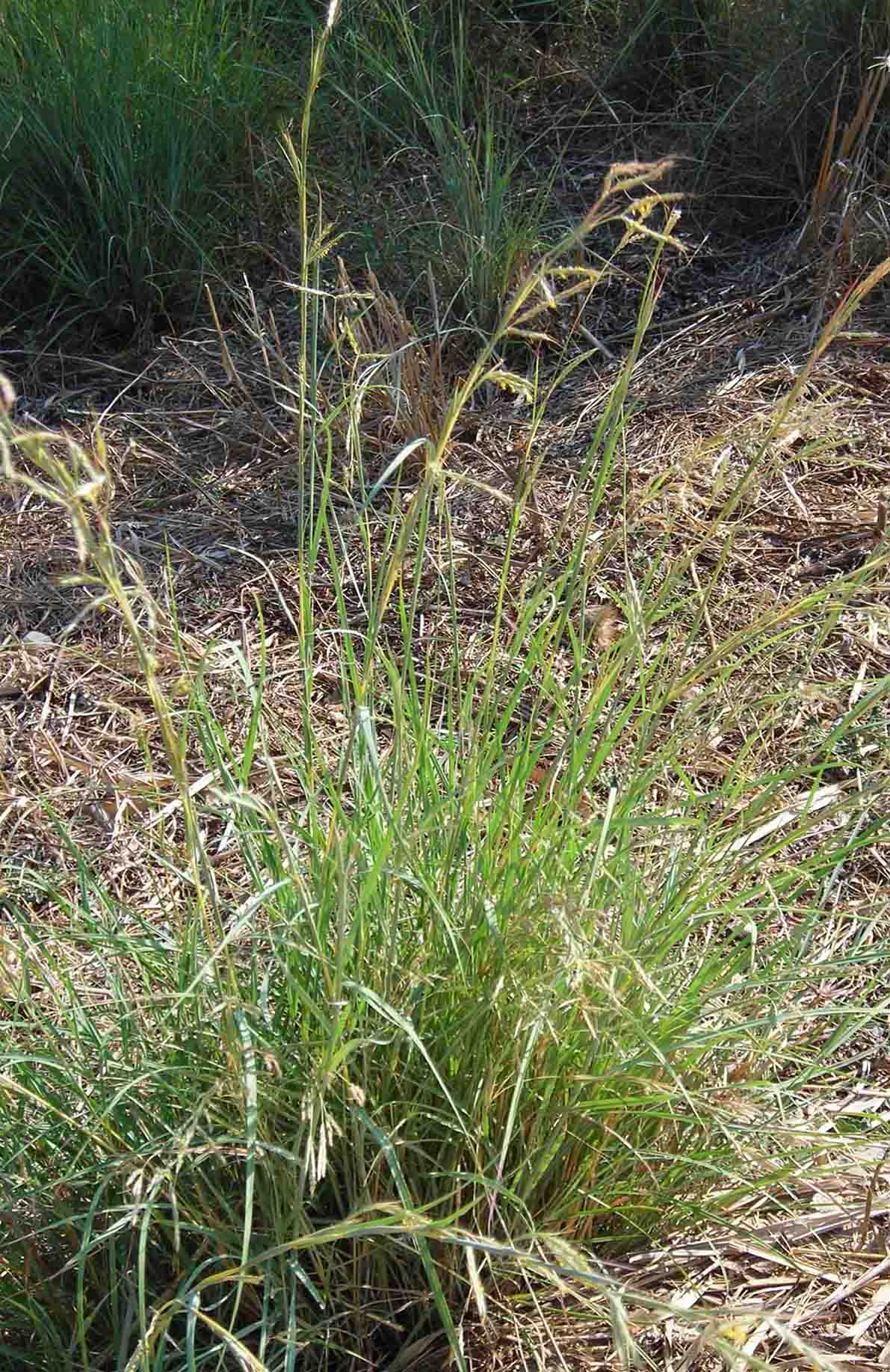 Hyparrhenia hirta / Barboncino mediterraneo